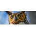 Owl Eyes
